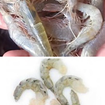 Choodan Chemmeen / River Prawns 500g gross weight 230g - 260g Pack