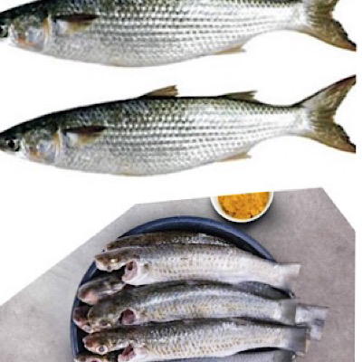 Kanambu Large Size / Mullet Curry cut  600g Gross weight (3 fish ) / 440-480g net