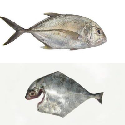 Vella Vattah Medium size  Whole Cleaned / Trevelly 2-3 fish 400-450g Gross weight / 300-340g Net wei