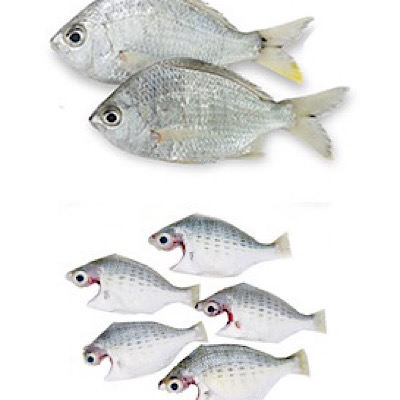 False Silver Biddy / Keshakkan Pranjil - Whole Cleaned 4-6 fishes in 500g gross weight / 340-380g Ne
