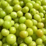 AMLA 500 GM