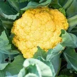 YELLOW FOOL GOBHI 250 GRAM