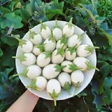 BAINGAN WHITE ROUNDED(1Kg)