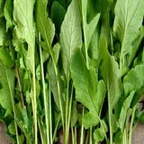 Mooli saag 250 GRAM