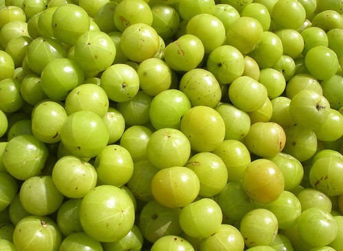 AMLA 500 GM