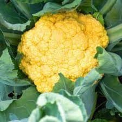 YELLOW FOOL GOBHI 250 GRAM