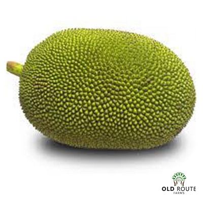 KATHAL BATIYA  500 GM