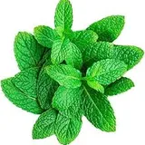 PUDINA