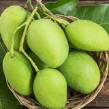 KACHA AAM
