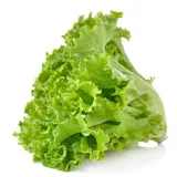 LETTUCE LONG LEAF