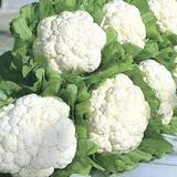 PHOOL GOBHI 700G - 800G