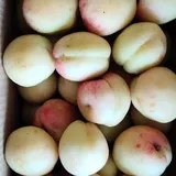 SHARIFA FRUIT