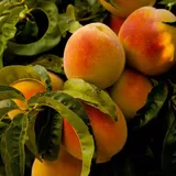 AADU FRUIT 450G - 500G