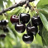 CHERRY BLACK
