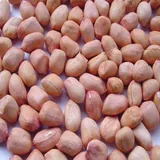 MUNGFALI DANA 500 GM