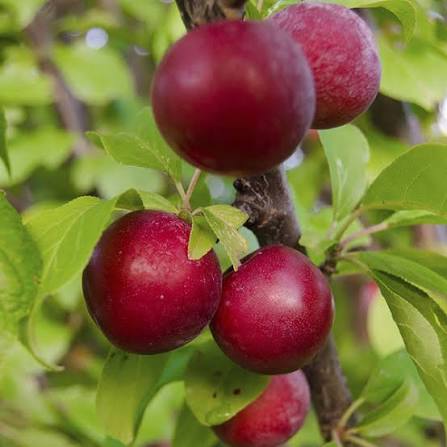 PLUM 1 KG