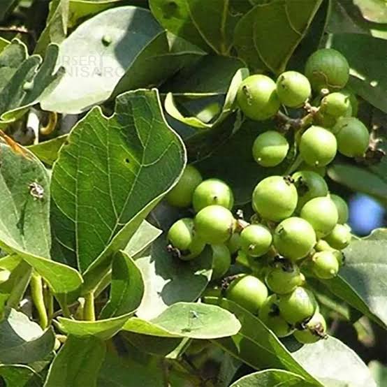 LASUDA VEG