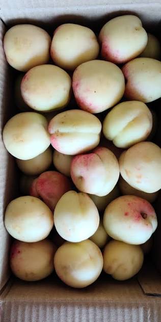 SHARIFA FRUIT