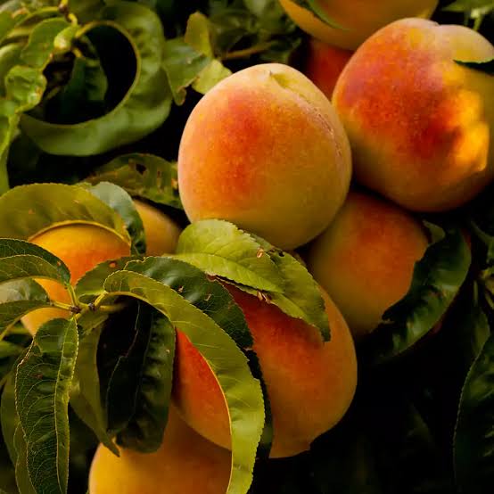 AADU FRUIT KG