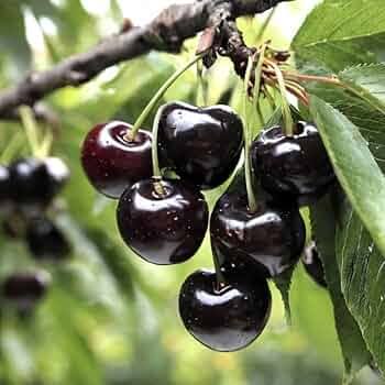 CHERRY BLACK