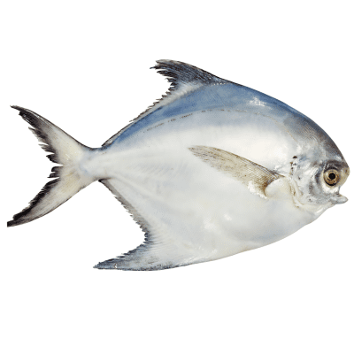 Silver Pomfret, Whole (Small)