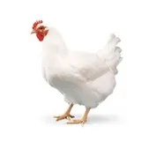 Chicken - Extra Tender Bird (Weight 1.4 To 1.6 Kg) - Premium(Live)