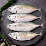 Indian Mackerel / Aiyla