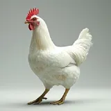 Chicken - Full Bird ( Live Processed)