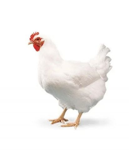 Chicken - Extra Tender Bird (Weight 1.4 To 1.6 Kg) - Premium(Live)
