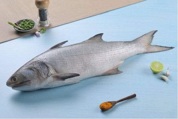 Indian Salmon / Kaala (0.9-1.1 Kg)