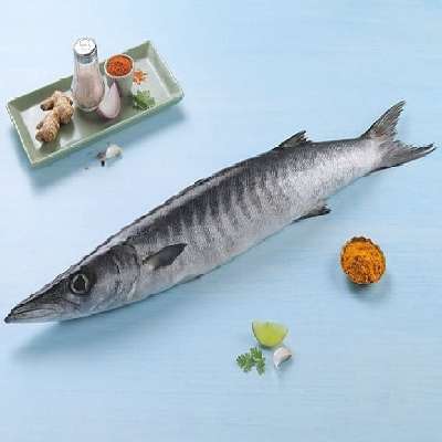 Sheela / Baracuda (Small)