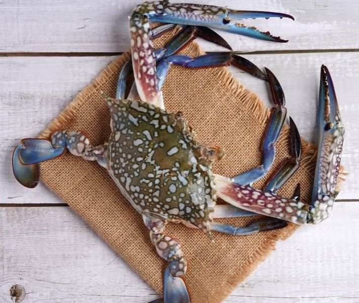 Blue Crab (450-550 Gms).