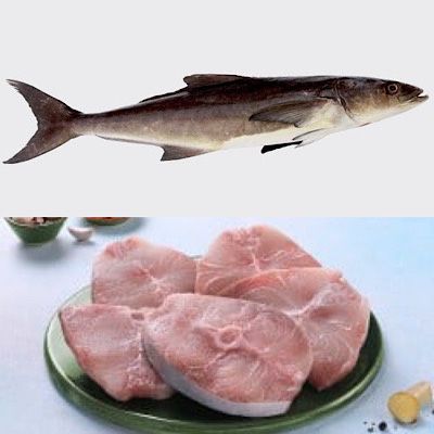 Cobia / Neimeen / Black Seer