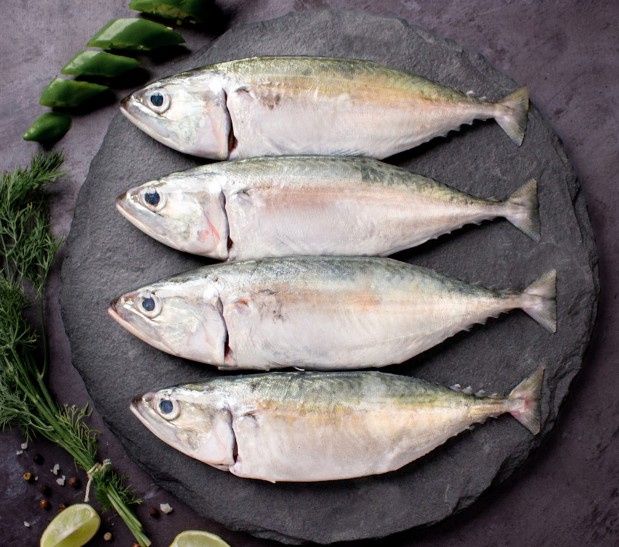 Indian Mackerel / Aiyla
