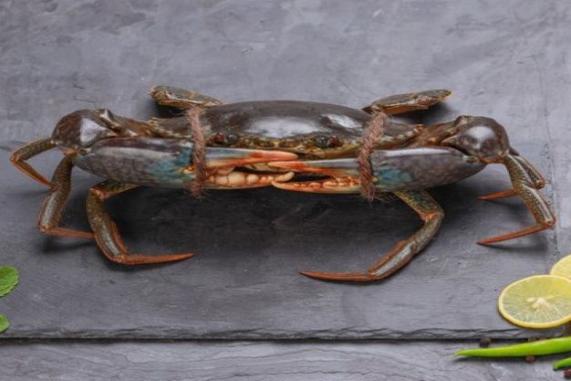 Live Mud Crab - Medium - (150-250 Gms / Crab)