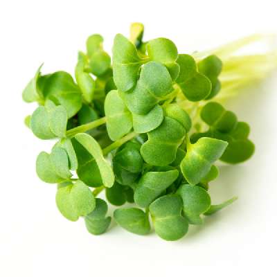 Microgreen Box