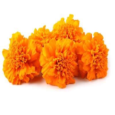 MariGold Orange Flower(Gainda Flower)