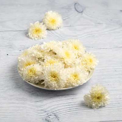 White Guldaudi(Chrysanthemum White Flower)