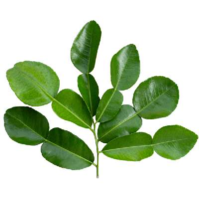 Kafir Lime Leaves