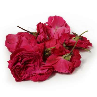 Red Rose
