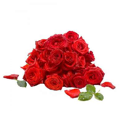 Red Rose (Premium)