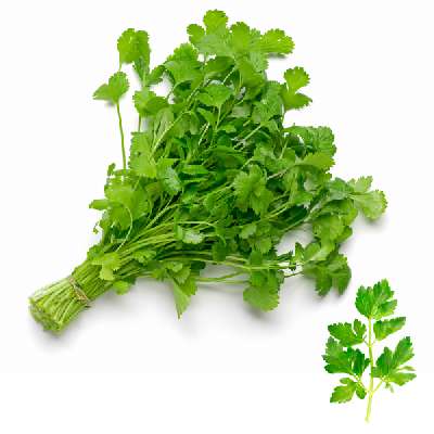 GREEN CORIANDER(Hara Dhaniya)
