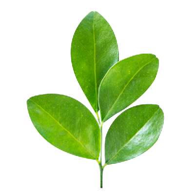 Lemon Leaves