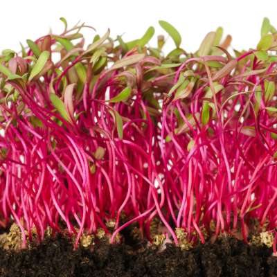Microgreen - Beet Root