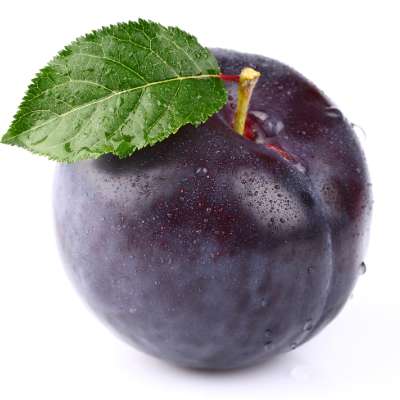 Indian Plum Dark