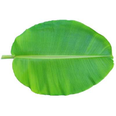 Banana Leaf