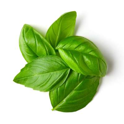 Basil
