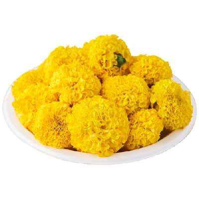 Marigold Yellow Flower(Gainda Phool )