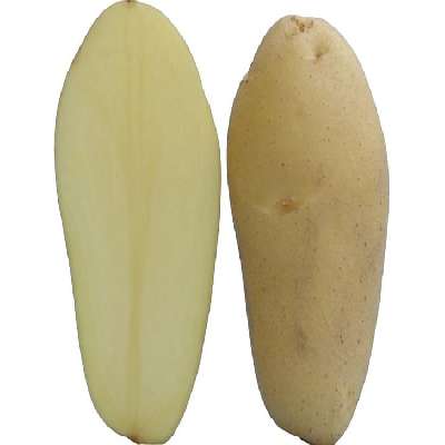 Potato - Surya Large