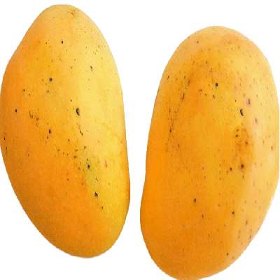 Mango Safeda Large (Semi-Ripe To Ripe)